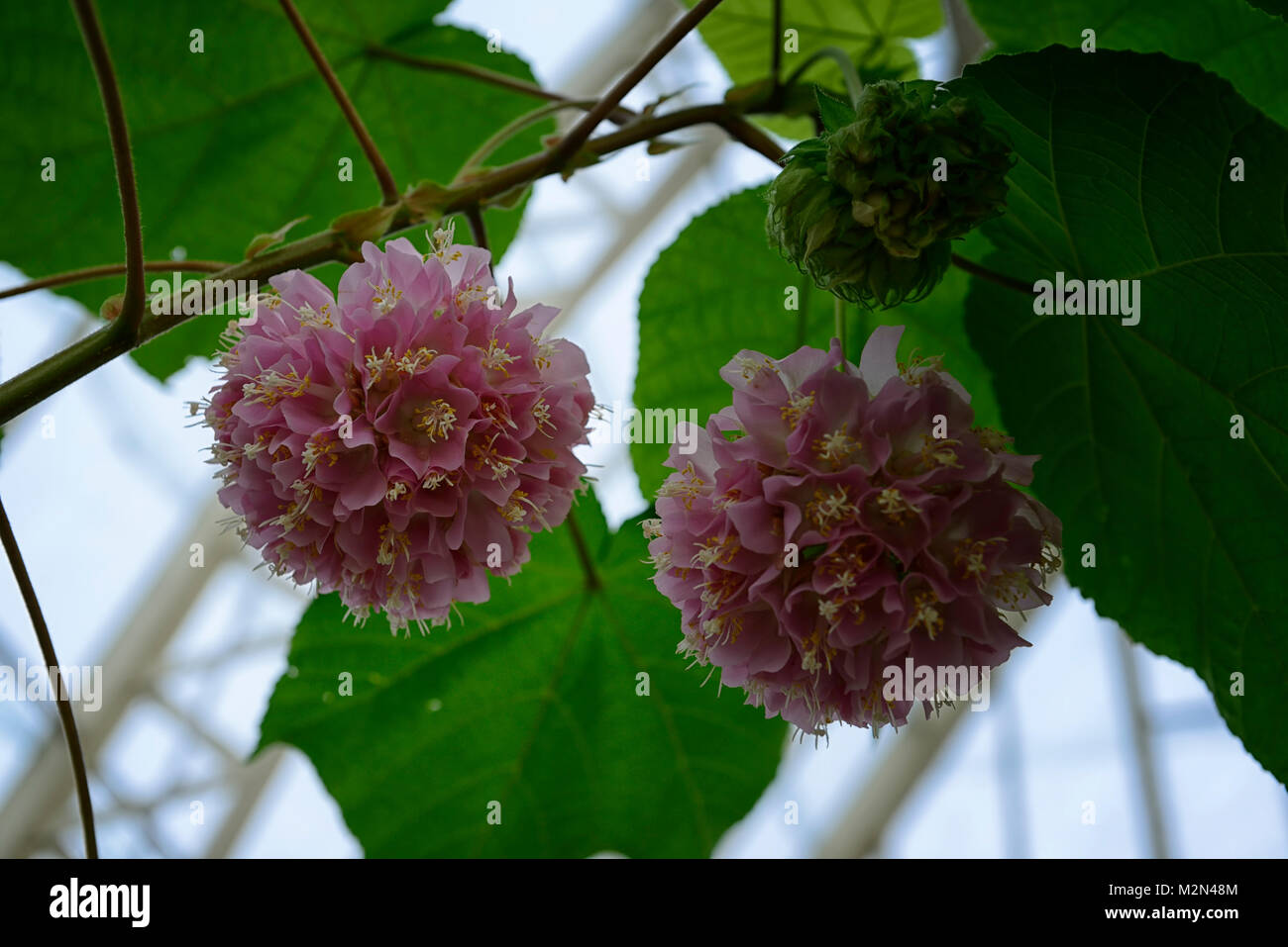 dombeya mastersii,dombeyas,pink,flower,flowers,flowering,tropical,tender,plant,plants,RM Floral Stock Photo