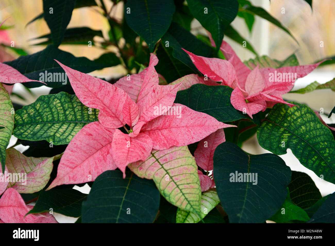 Bush associated with christmas