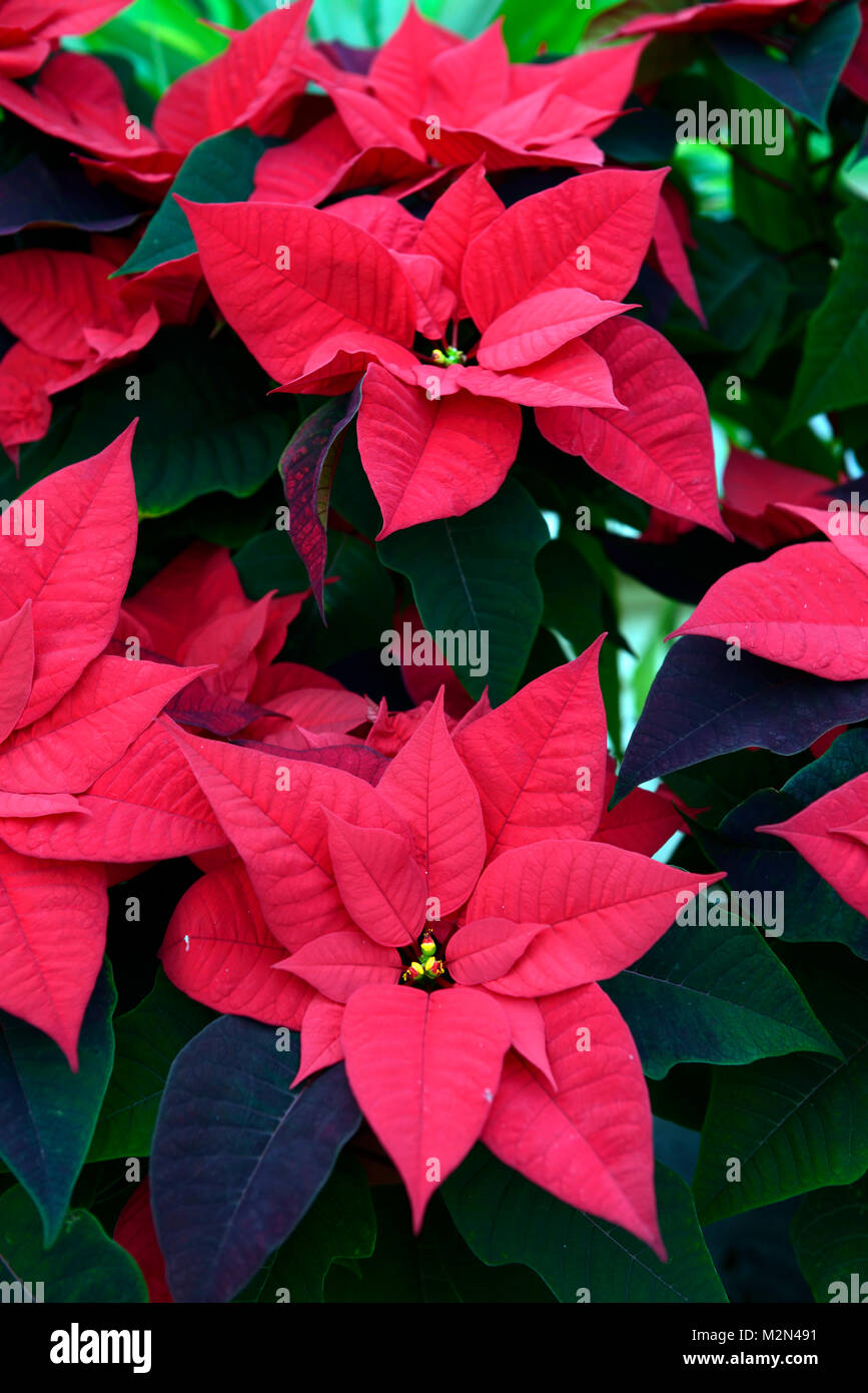 euphorbia pulcherrima happy days,poinsettia,red,flower,flowers ...