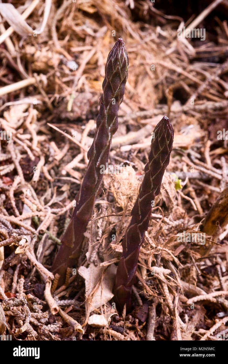 Wild asparagus (Asparagus acutifolius) just popped out of the ground Stock Photo