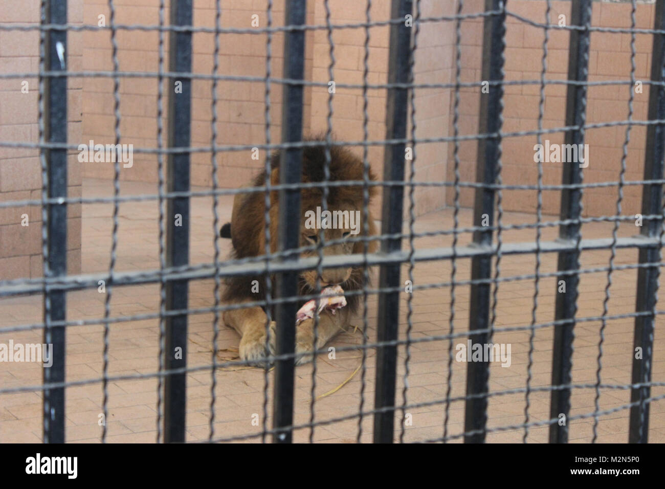 Lion eating meat in its cage. Stock Photo