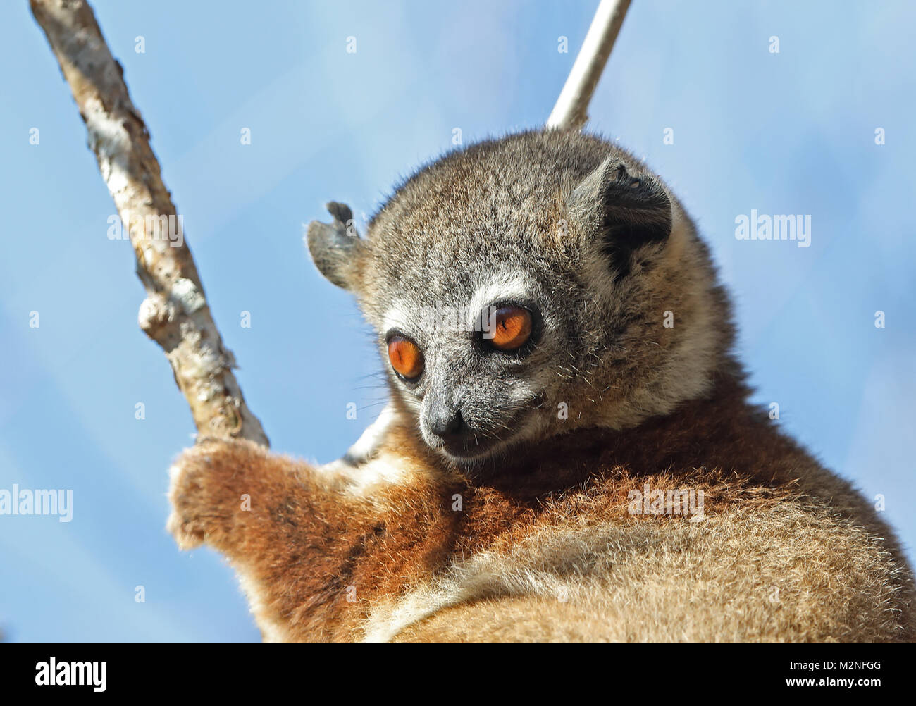 Lemus High Resolution Stock Photography and Images - Alamy