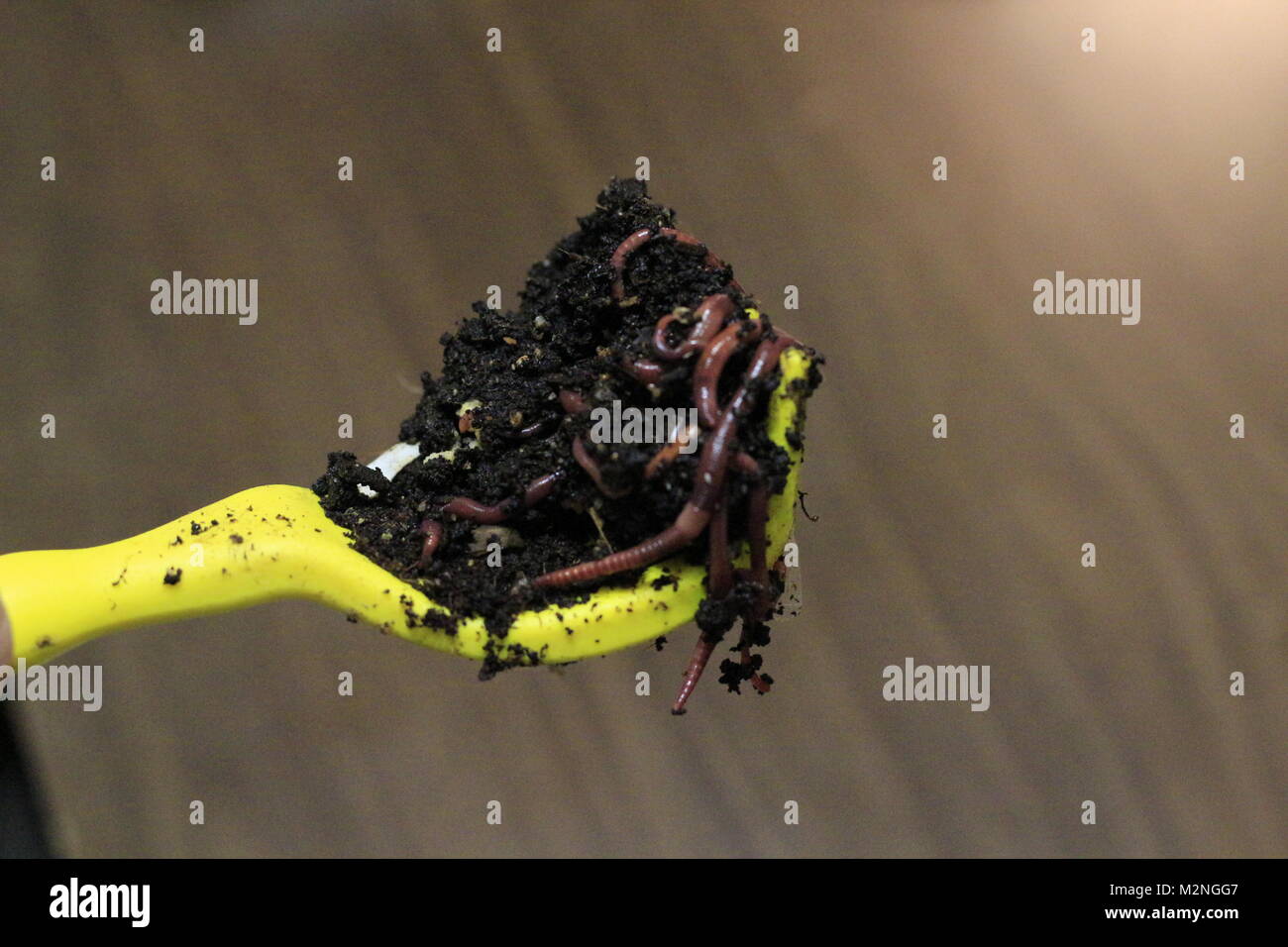 Compost worms in a yellow rake Stock Photo - Alamy