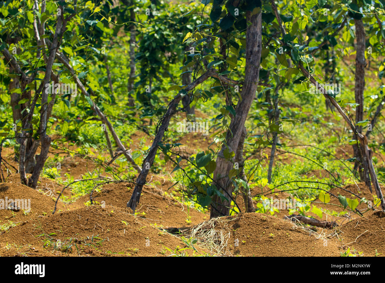 Maturing yam vines on their stakes in the Manchester sunshine, Jamaica