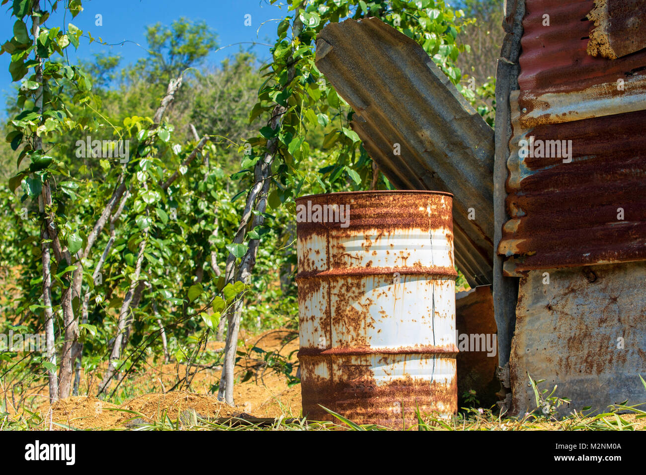 Maturing yam vines on their stakes in the Manchester sunshine, Jamaica
