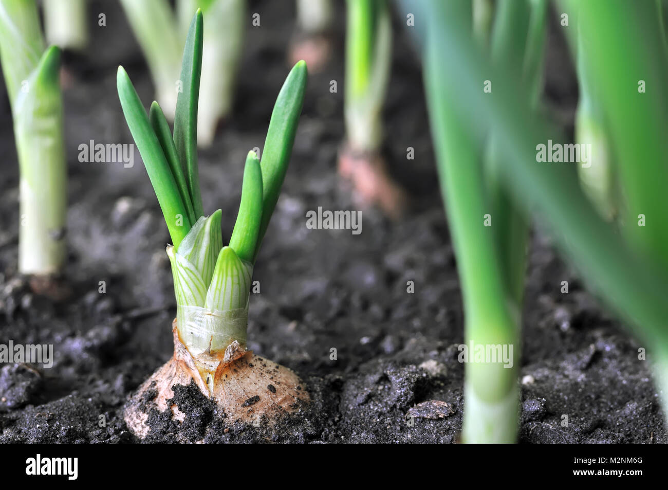 Spring onion plantation hi-res stock photography and images - Alamy