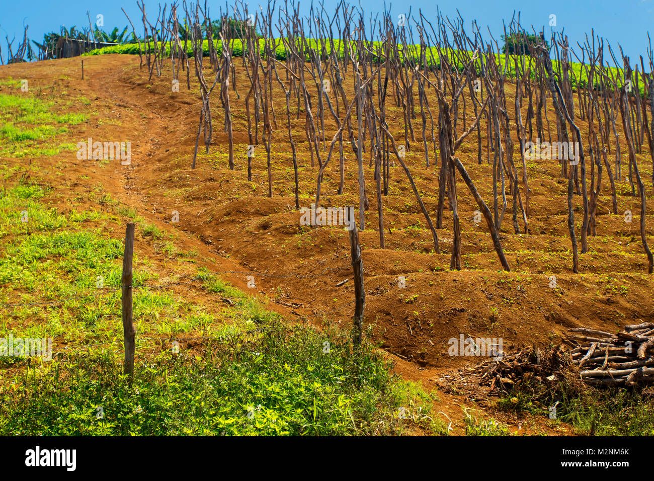 Yam sticks awaiting vines under glorious Jamaican sunshine, Manchester