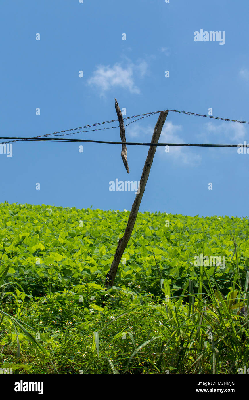 Field of sweet potato plants in sunshine, Manchester parish, Jamaica