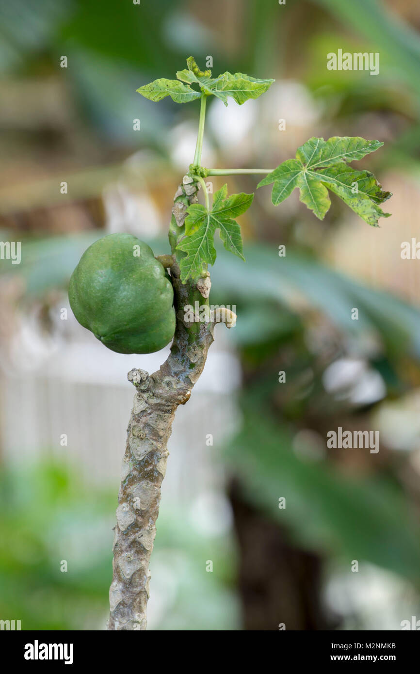 Papaya fruit on small tree, Manchester parish, Jamaica, West Indies, Caribbean Stock Photo Alamy