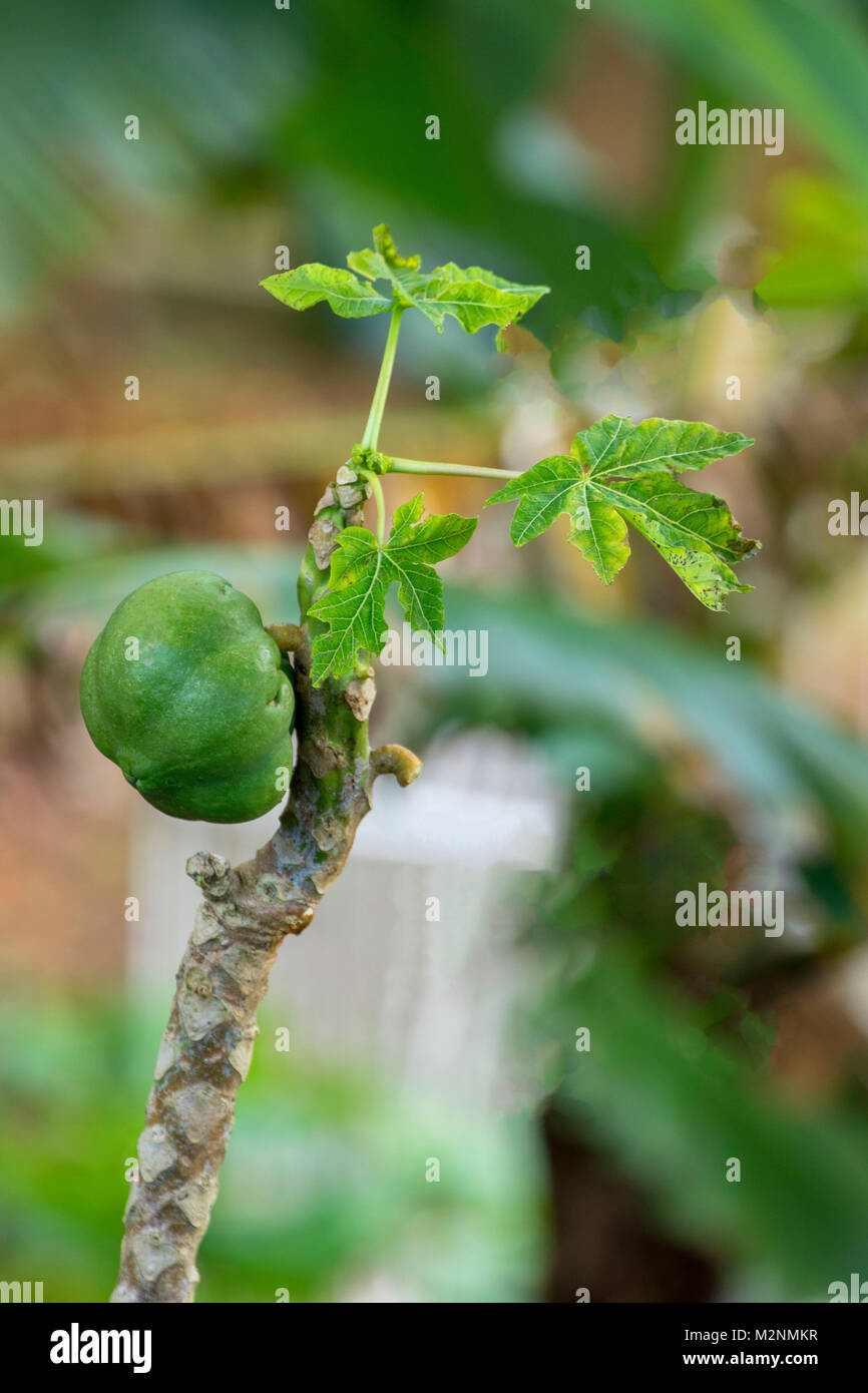 Papaya fruit on small tree, Manchester parish, Jamaica, West Indies