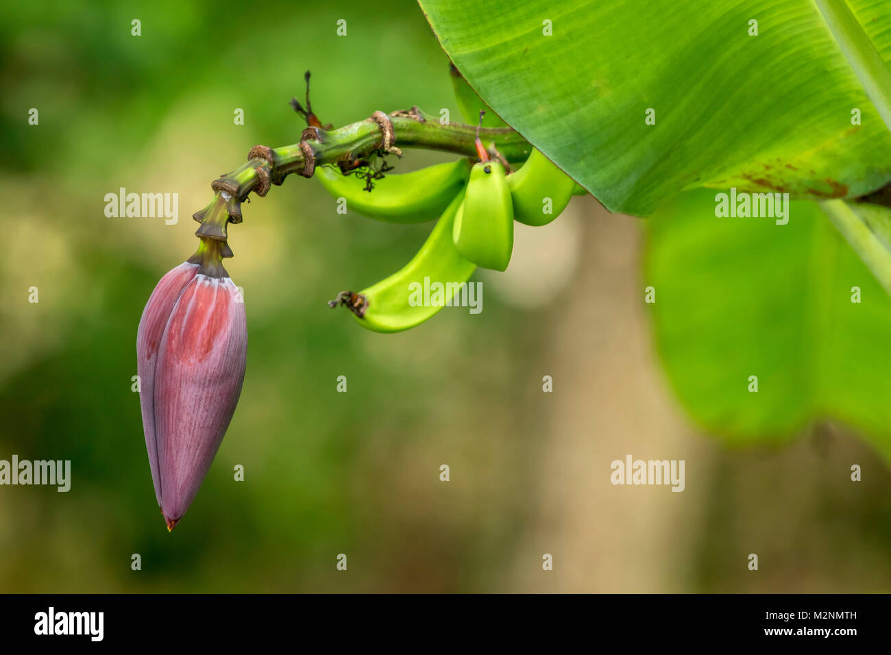 Banana and banana flower on tree at mahogany beach, Ocho Rios, Jamaica