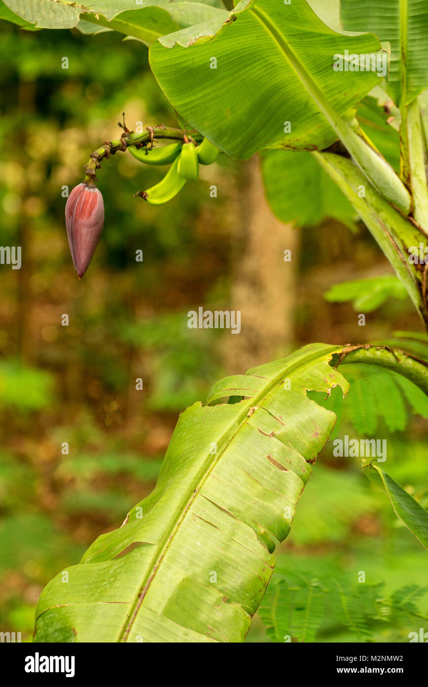 Banana and banana flower on tree at mahogany beach, Ocho Rios, Jamaica