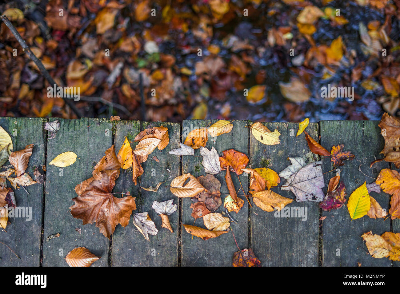 Fallen leaves on a wood plank walk Stock Photo