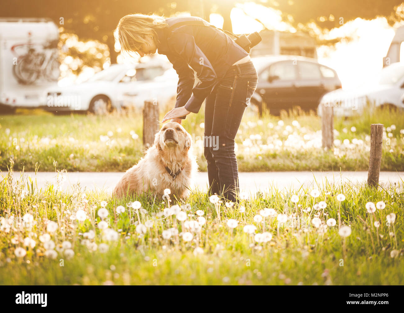 Girl playing with her golden retriever dog in summer park Stock Photo ...
