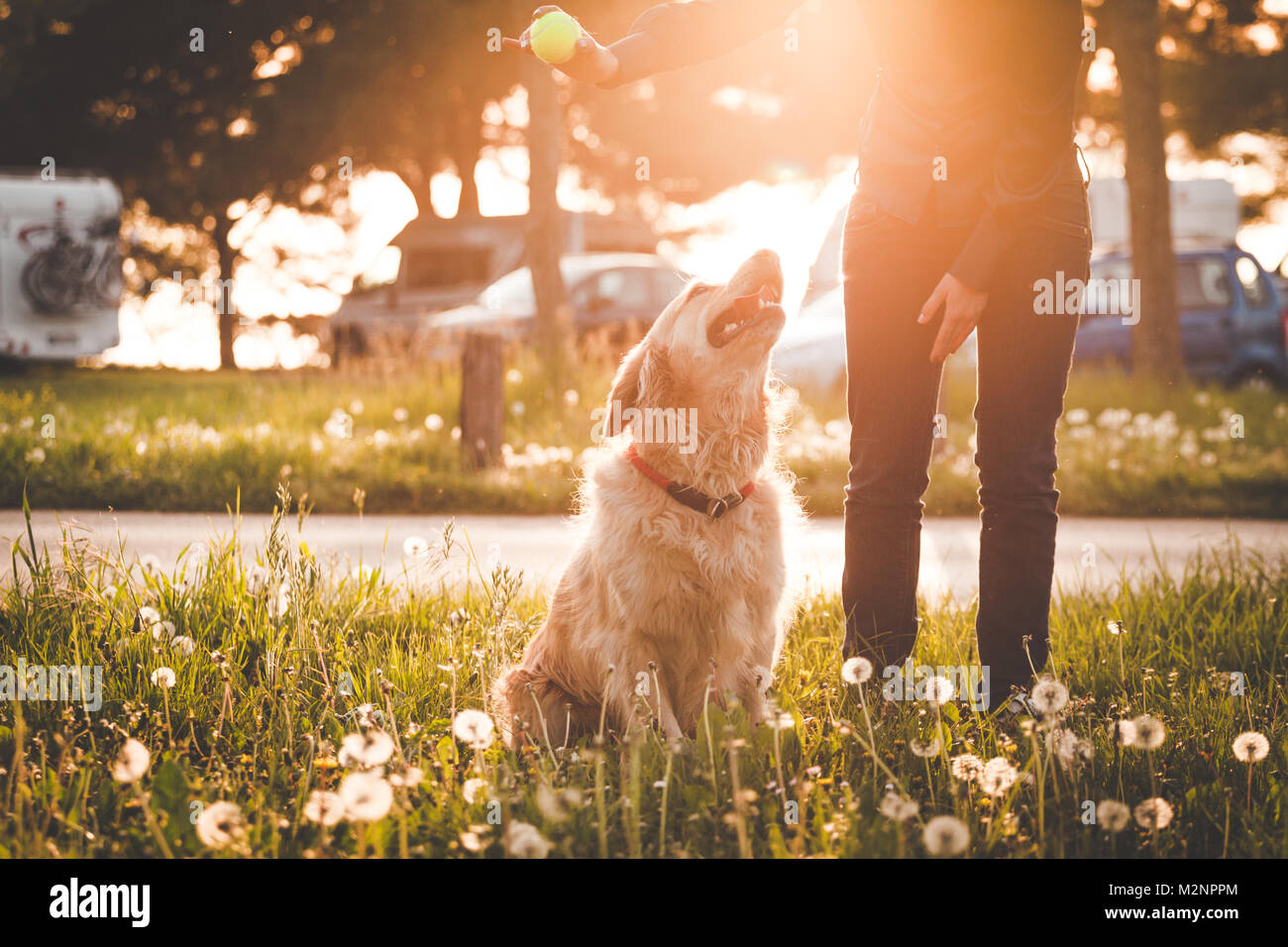Girl playing with her golden retriever dog in summer park Stock Photo ...