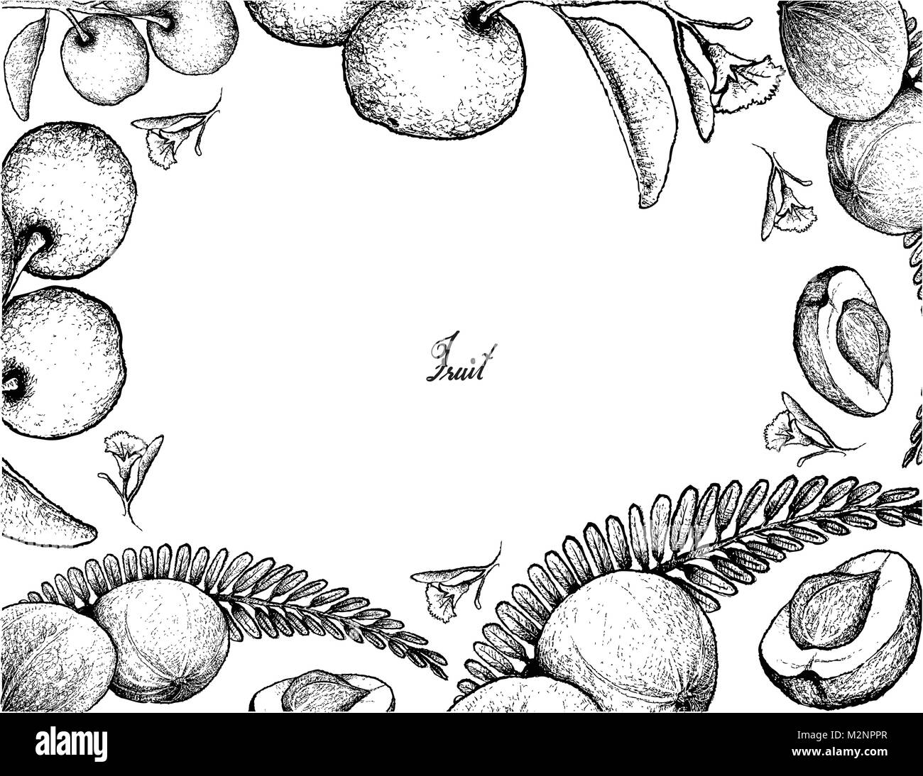 Tropical Fruits, Illustration of Hand Drawn Sketch Frame of Fresh Indian Gooseberry and Tallow Plum Fruits Isolated on White Background. Stock Vector