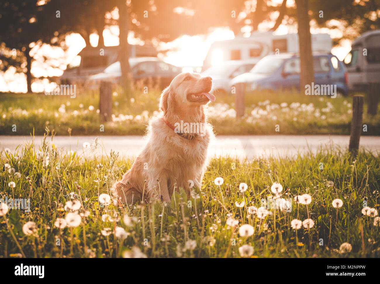 Golden retriever dog in enjoy sun Stock Photo Alamy