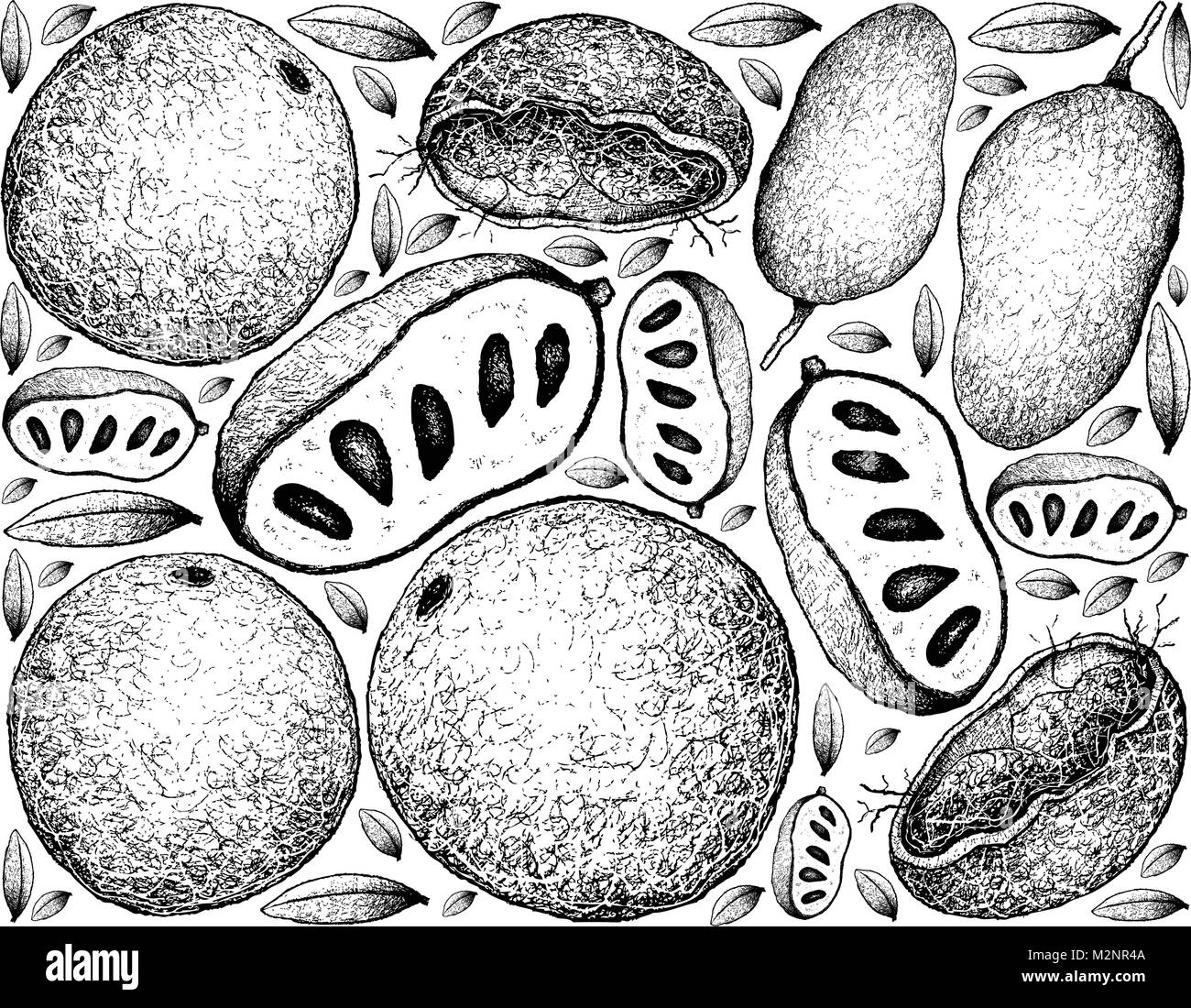 Tropical Fruits, Illustration Background of Hand Drawn Sketch Fresh Wood Apple or Limonia Acidissima and Paw Paw or Asimina Triloba Fruits. Stock Vector