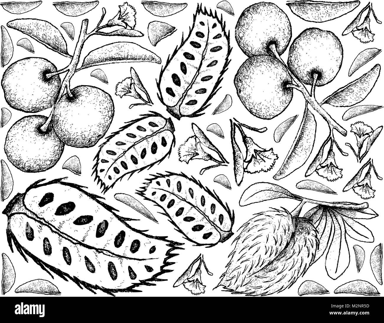 Fresh Fruits, Illustration Background of Hand Drawn Sketch Fresh Tallow Plum or Ximenia Americana and Soursop or Annona Muricata Fruits. Stock Vector