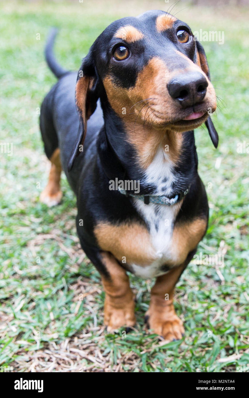 Dashound hi-res stock photography and images - Alamy