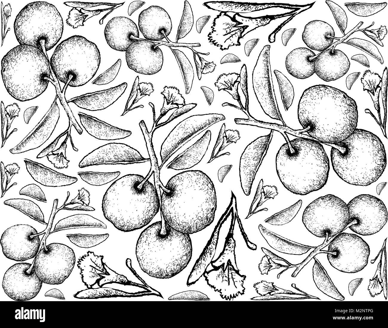 Fresh Fruits, Illustration Wallpaper Background of Hand Drawn Sketch Fresh Tallow Plum or Ximenia Americana Fruits. Stock Vector