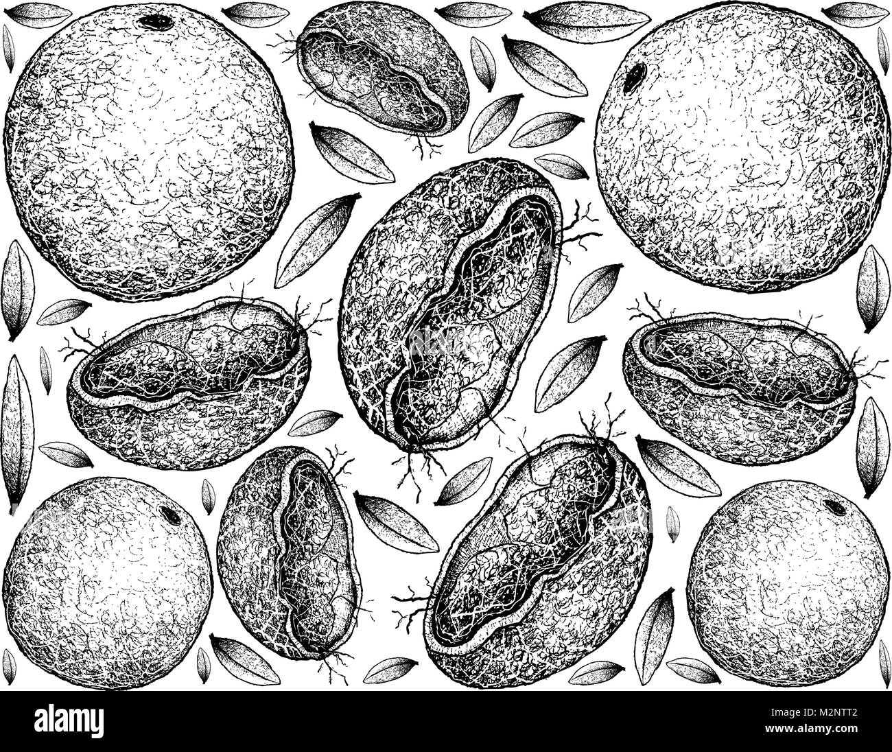 Tropical Fruits, Illustration Wallpaper Background of Hand Drawn Sketch Fresh Wood Apple or Limonia Acidissima Fruits. Stock Vector