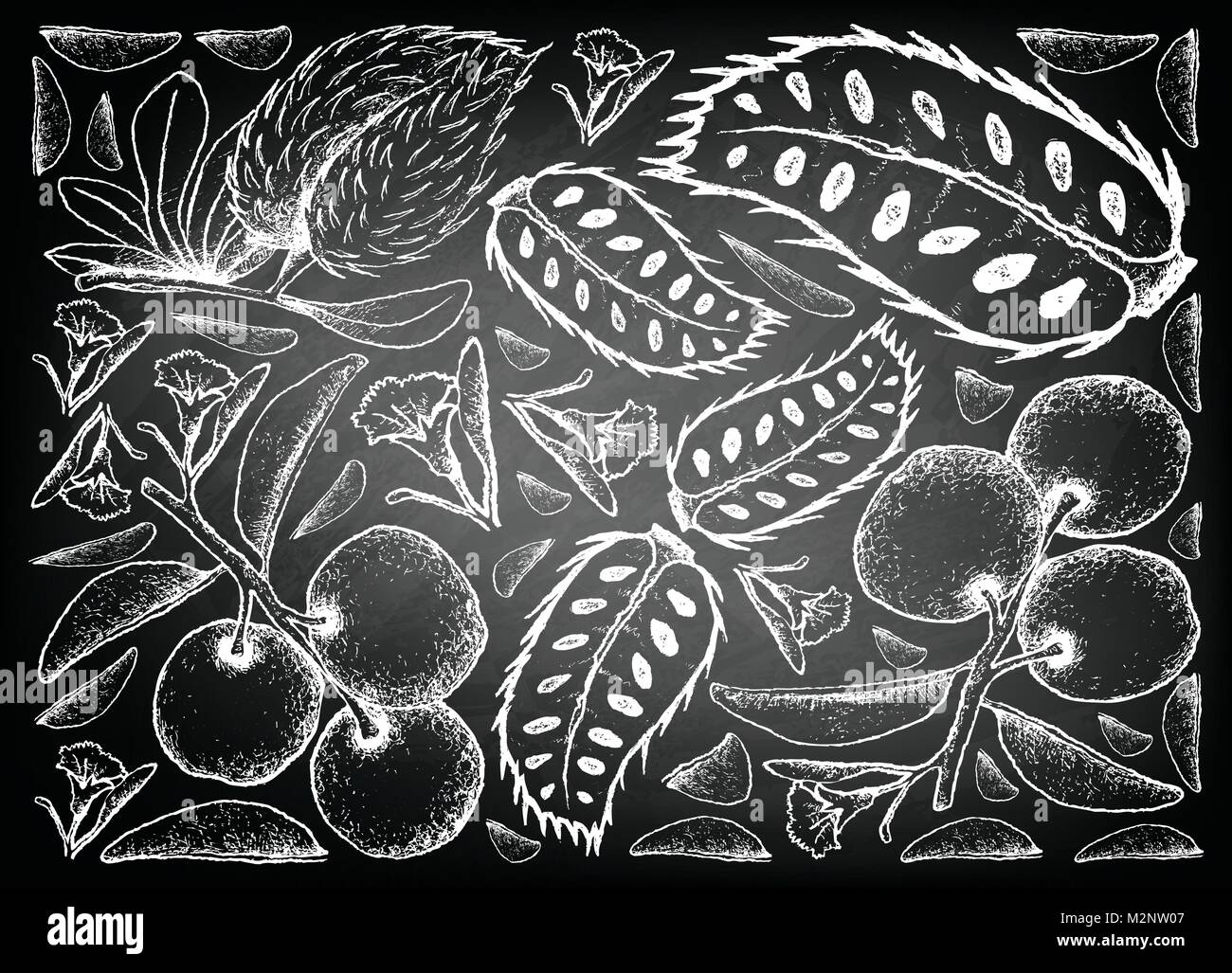 Fresh Fruits, Illustration Background of Hand Drawn Sketch Fresh Tallow Plum or Ximenia Americana and Soursop or Annona Muricata Fruits on Black Chalk Stock Vector