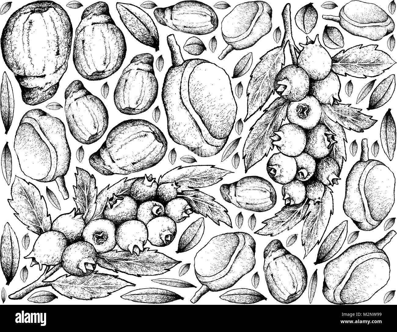 Berry Fruit, Illustration Hand Drawn Sketch of Blueberries and Red Mombin Isolated on White Background. High inVitamin K, Vitamin C, Vitamin B and Min Stock Vector