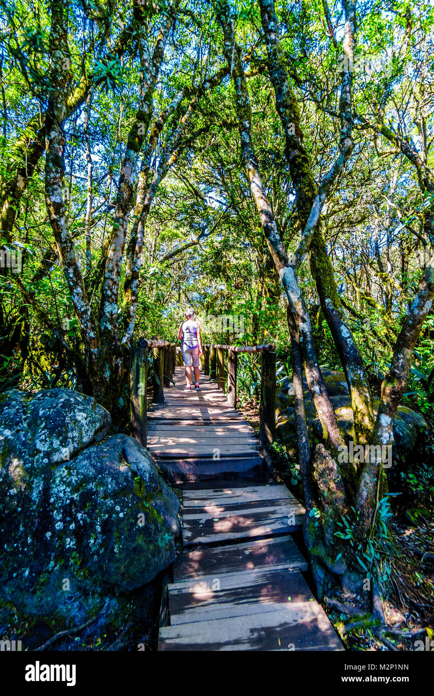 Senior woman on a wooden Bridge on the hiking trail to God's Window near Graskop in the province of Mpumalanga in South Africa Stock Photo