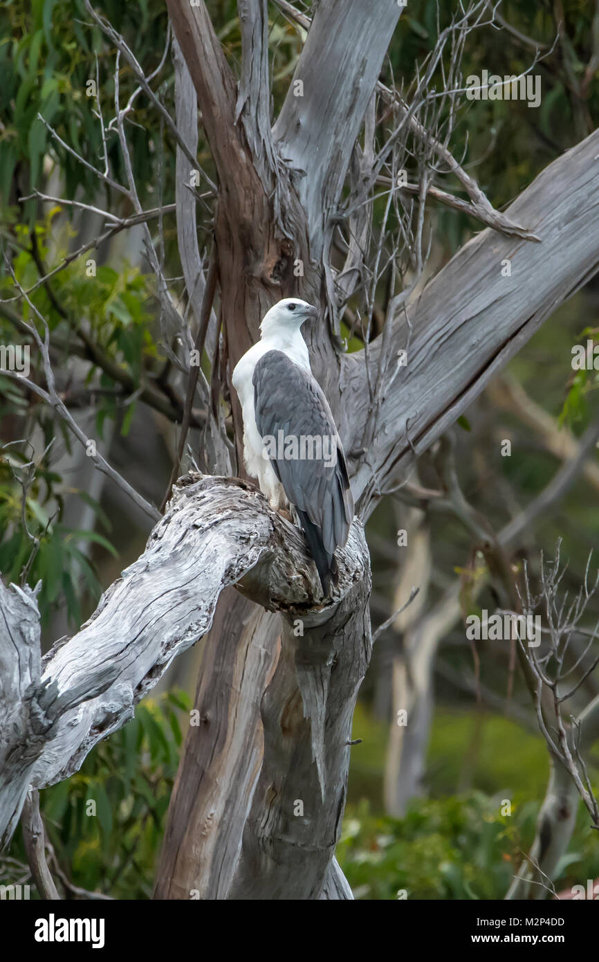 White bellied sea eagle hi-res stock photography and images - Alamy