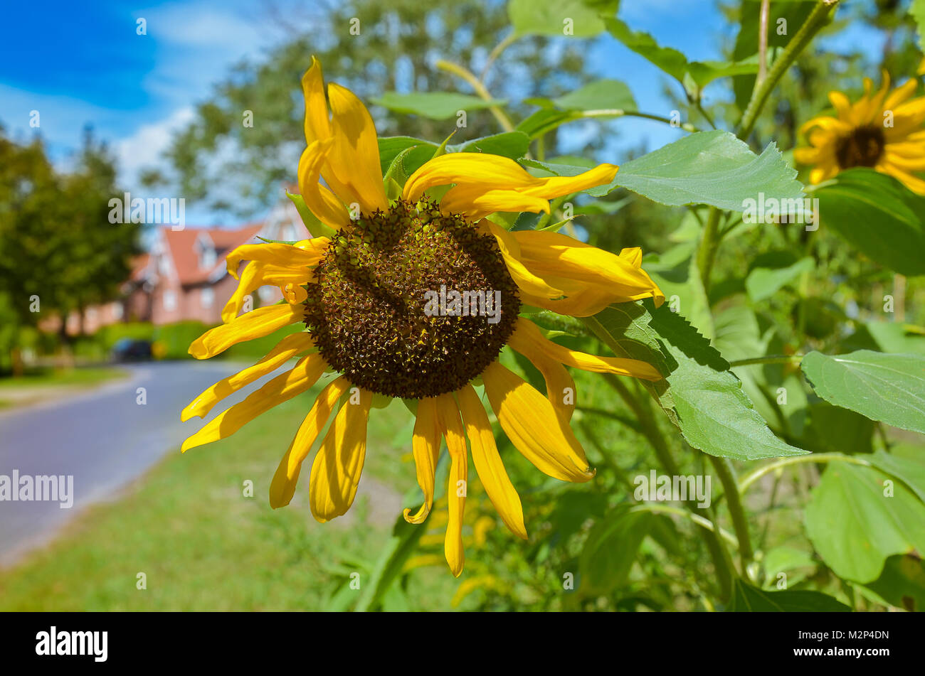 Sunflower at the street in a city Stock Photo Alamy