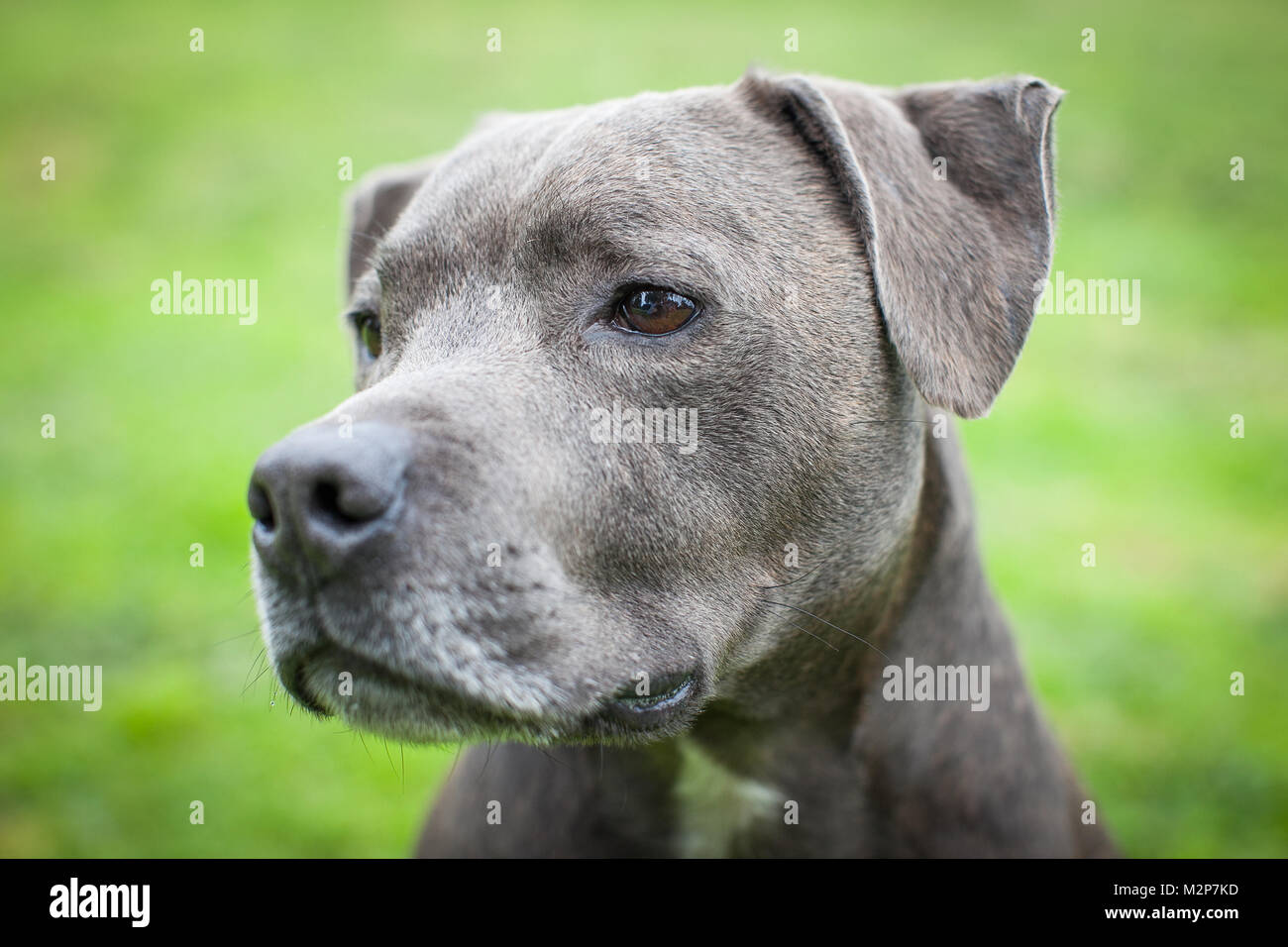 Staffordshire Bull Terrier Stock Photo