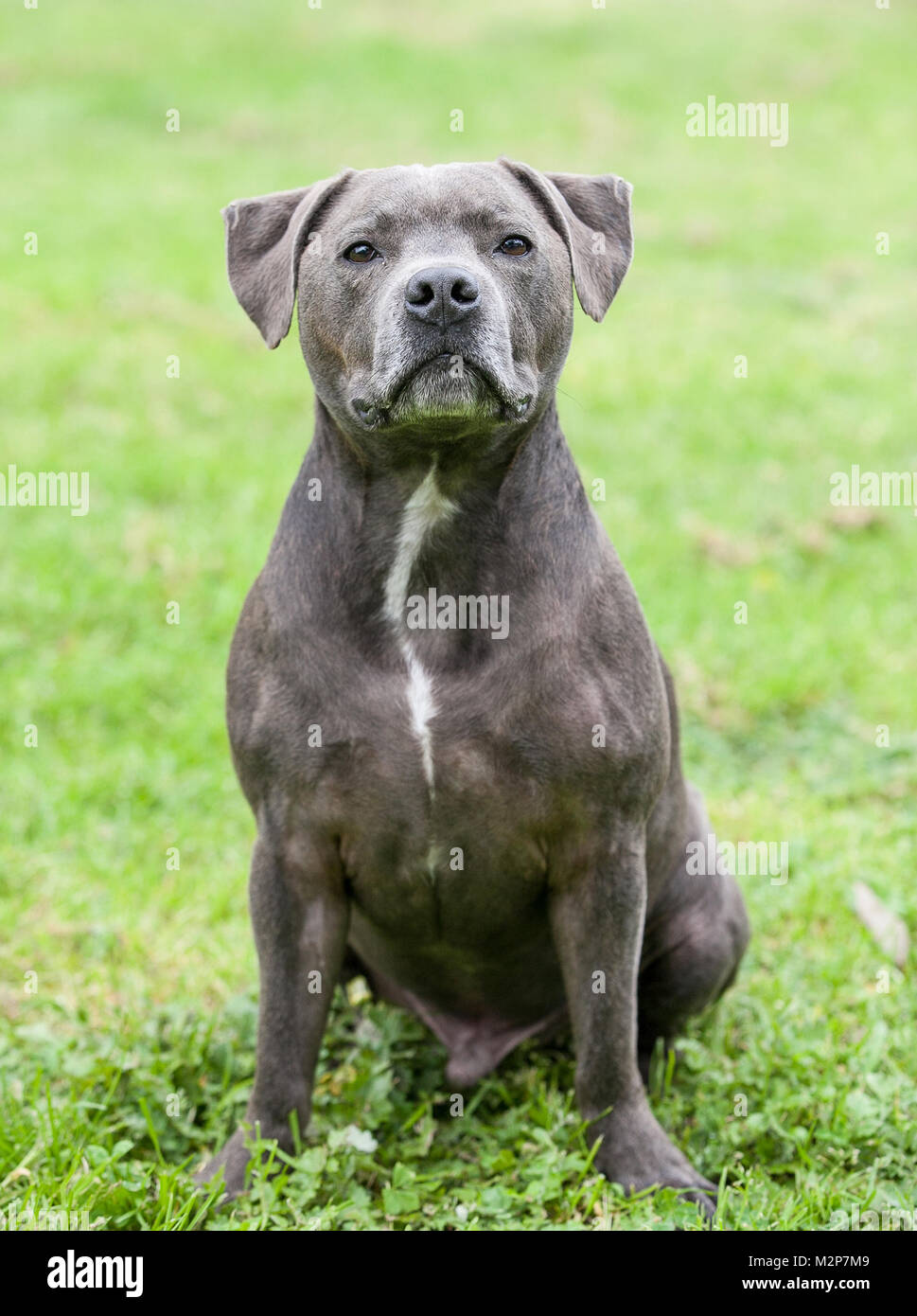 Staffordshire Bull Terrier Stock Photo