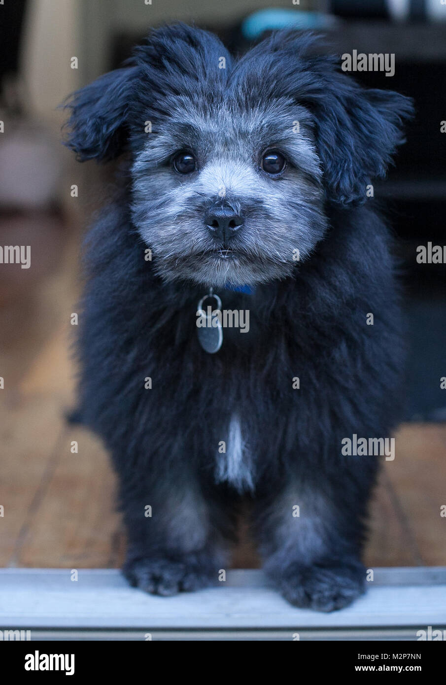 a-maltese-crossed-with-shih-tzu-crossed-with-pomeranian-puppy-stock