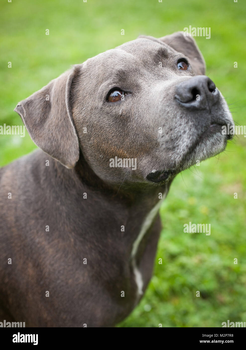 grey puppy staffy