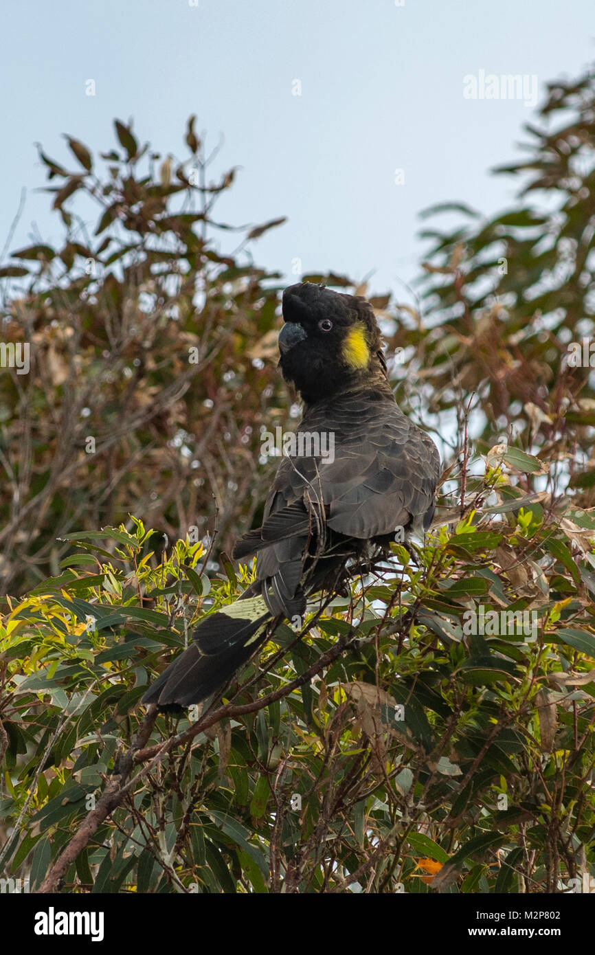 Yellow tailed black cockatoo hires stock photography and images Alamy