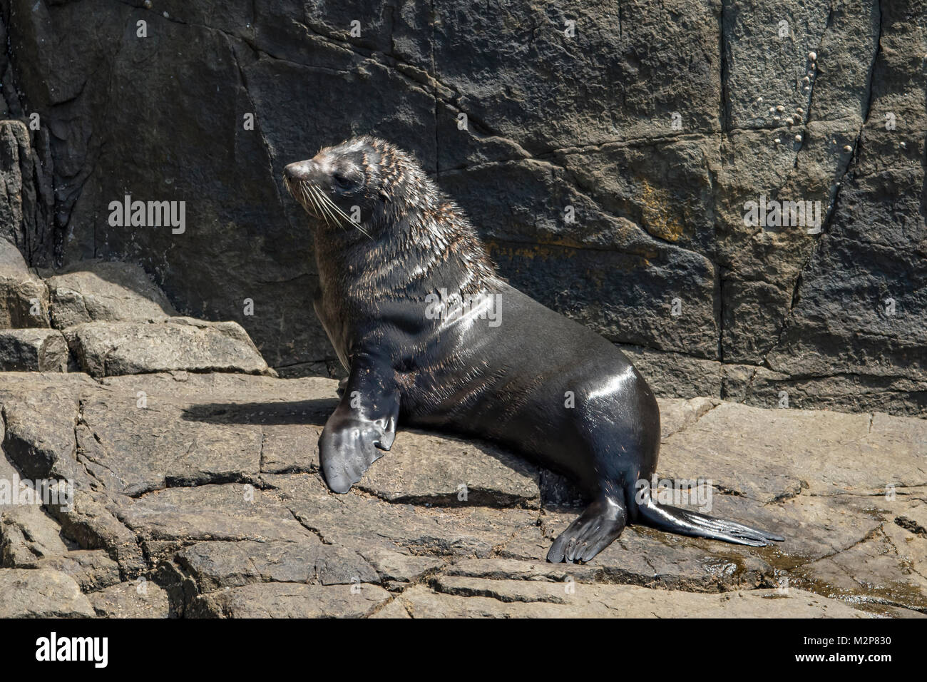 australian-fur-seal-hi-res-stock-photography-and-images-alamy