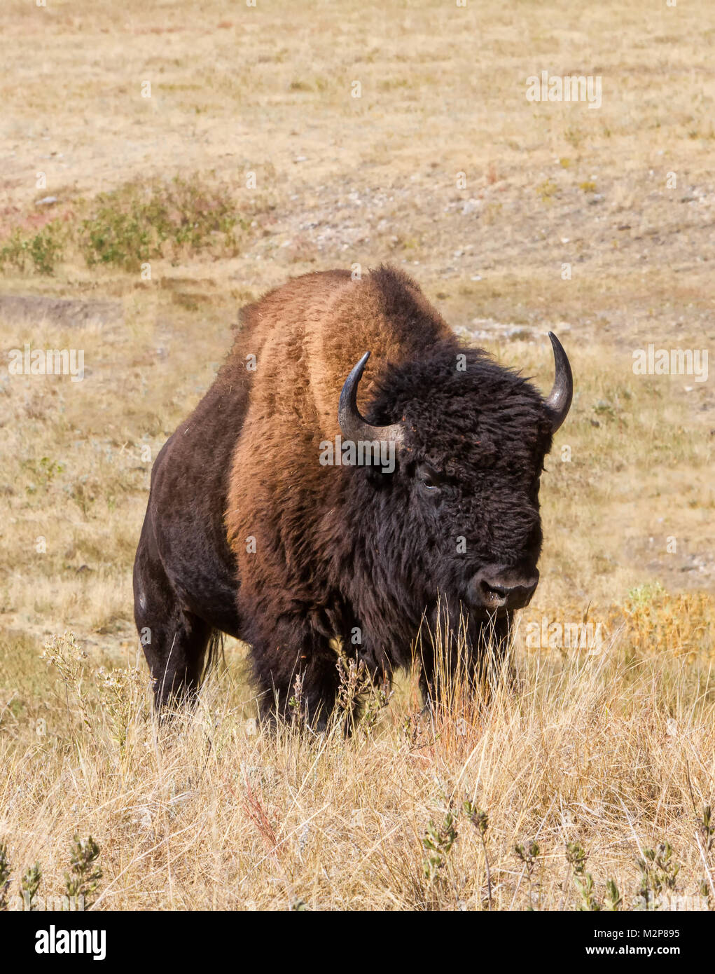 A majestic American Buffalo (Bison bison) on the North American prairie. Stock Photo