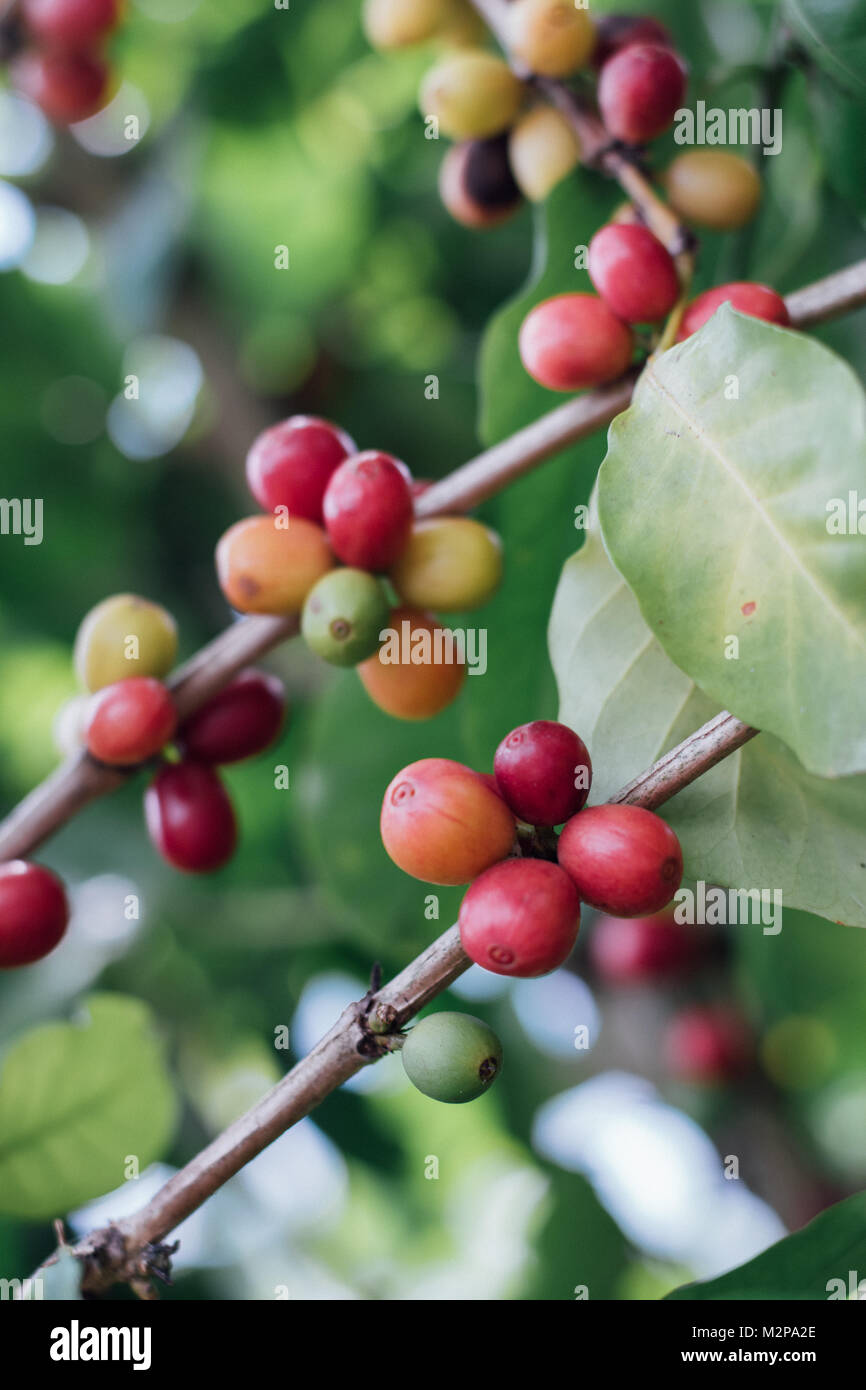 Coffee Cherries with raw coffee beans on the tree on a coffee