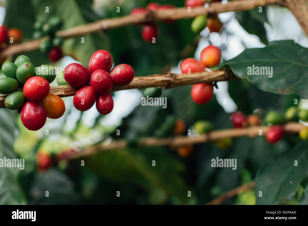 Coffee Cherries with raw coffee beans on the tree on a coffee