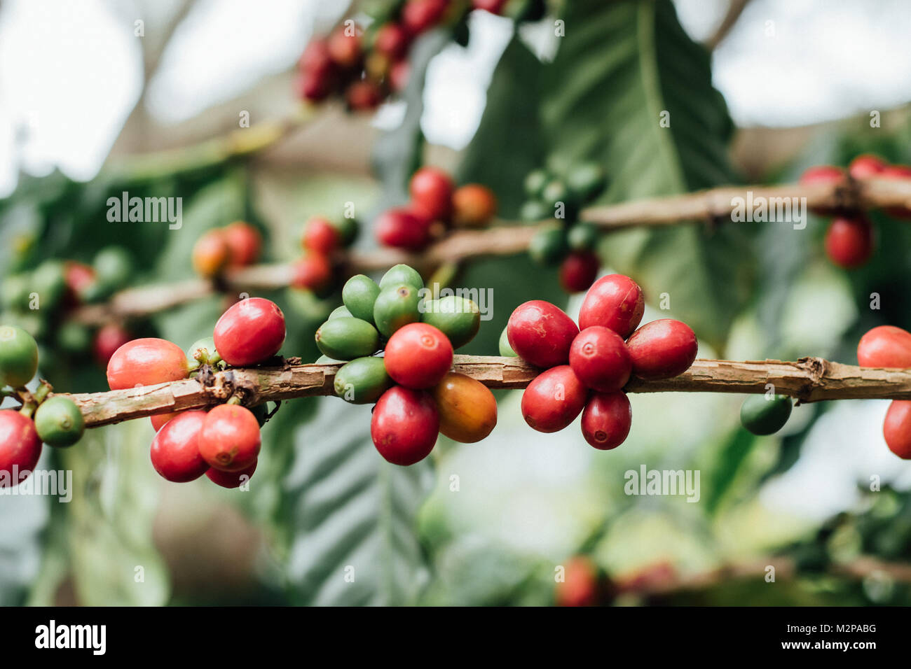 Coffee Cherries with raw coffee beans on the tree on a coffee plantation Stock Photo