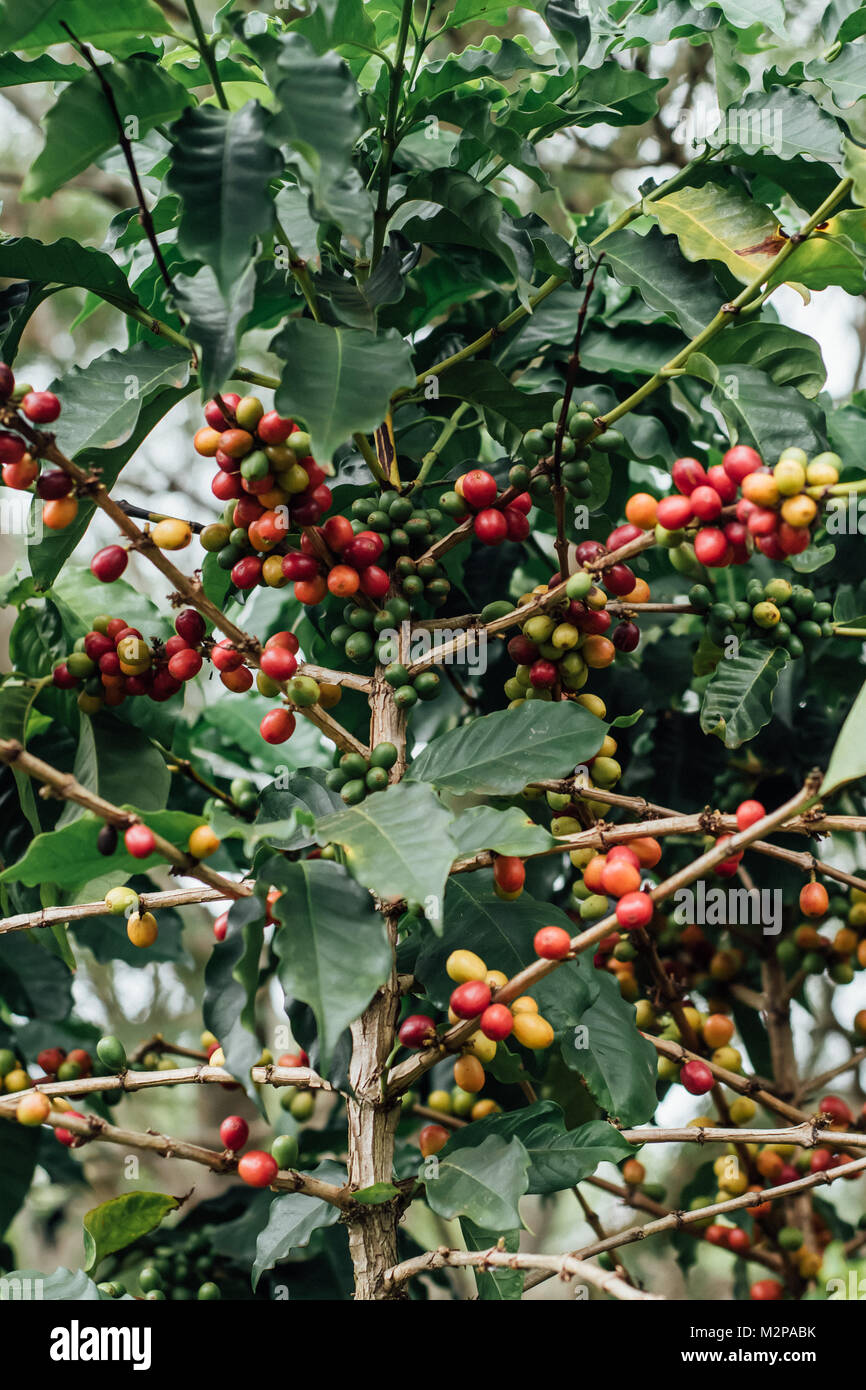 Coffee Cherries with raw coffee beans on the tree on a coffee