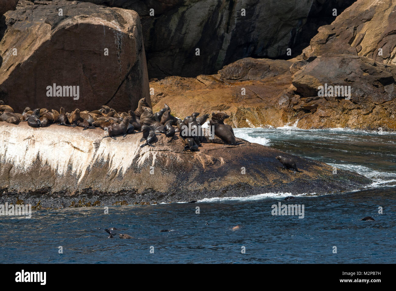australian-fur-seals-arctocephalus-pusillus-doriferus-on-ille-de