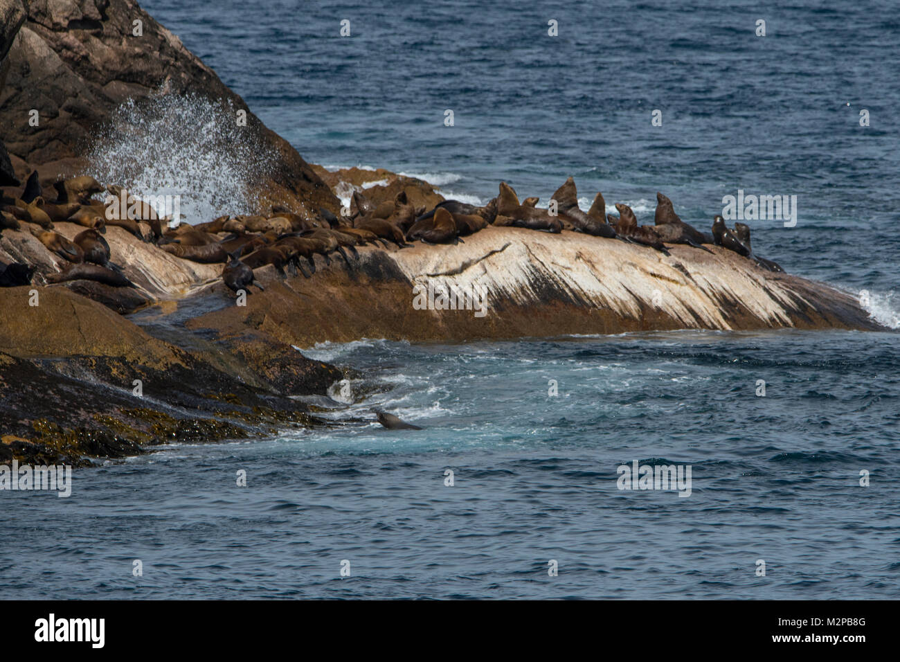 australian-fur-seals-arctocephalus-pusillus-doriferus-on-ille-de