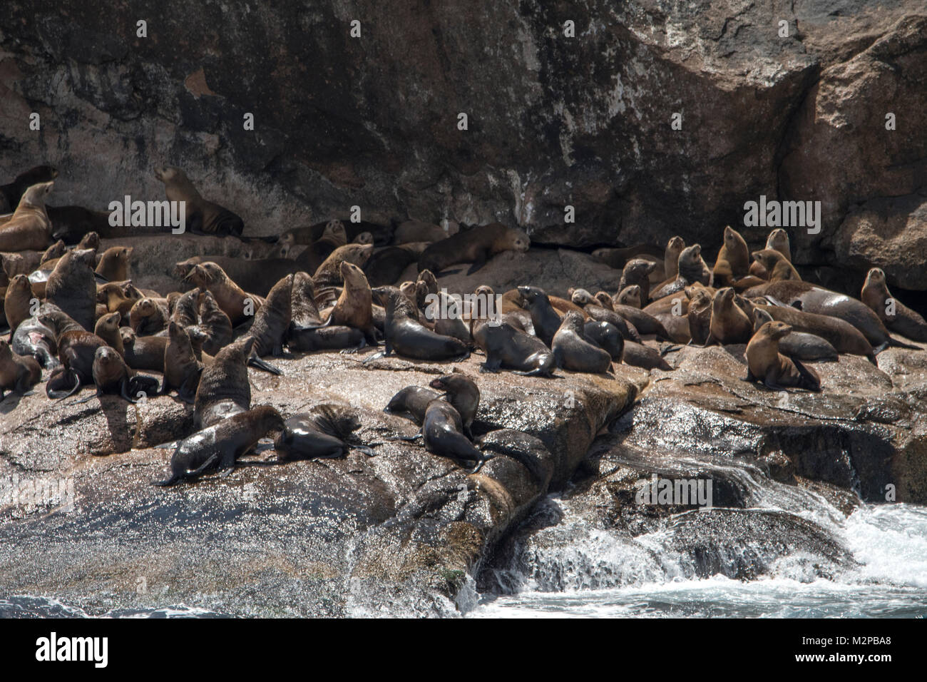 australian-fur-seals-arctocephalus-pusillus-doriferus-on-ille-de