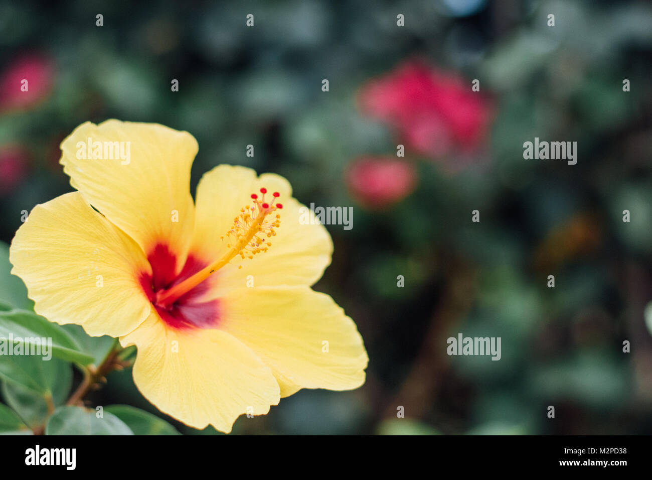 Cheery Yellow Hibiscus with room for copy symbolizing tropical parasdise or hawaii Stock Photo