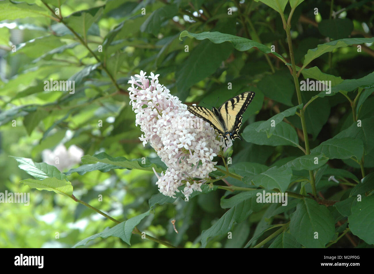Butterfly in lilac bush Stock Photo Alamy
