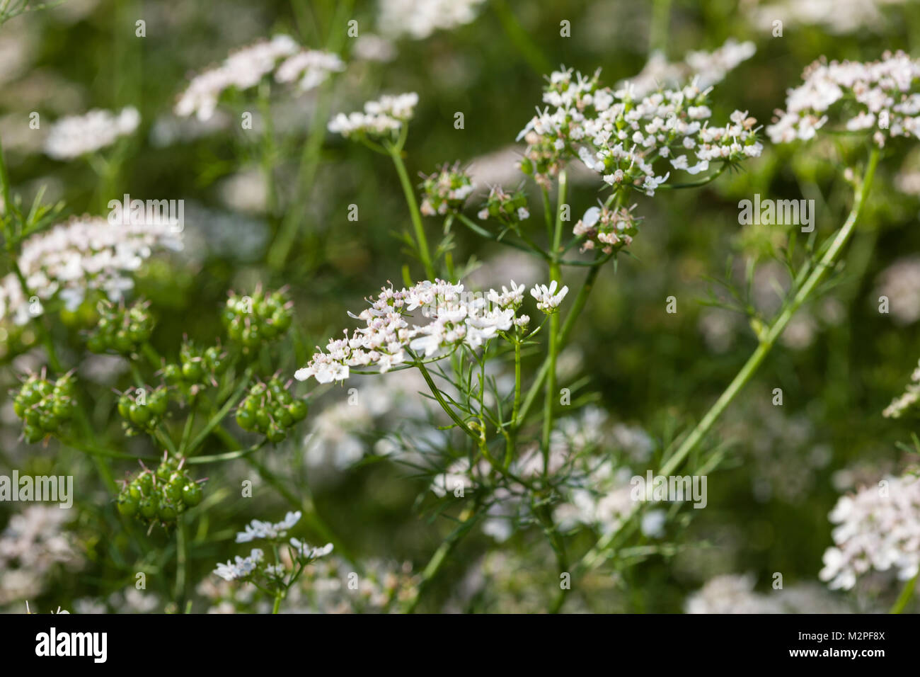 Anise, Anis (Pimpinella anisum) Stock Photo