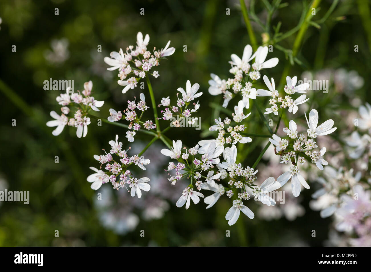Anise, Anis (Pimpinella anisum) Stock Photo