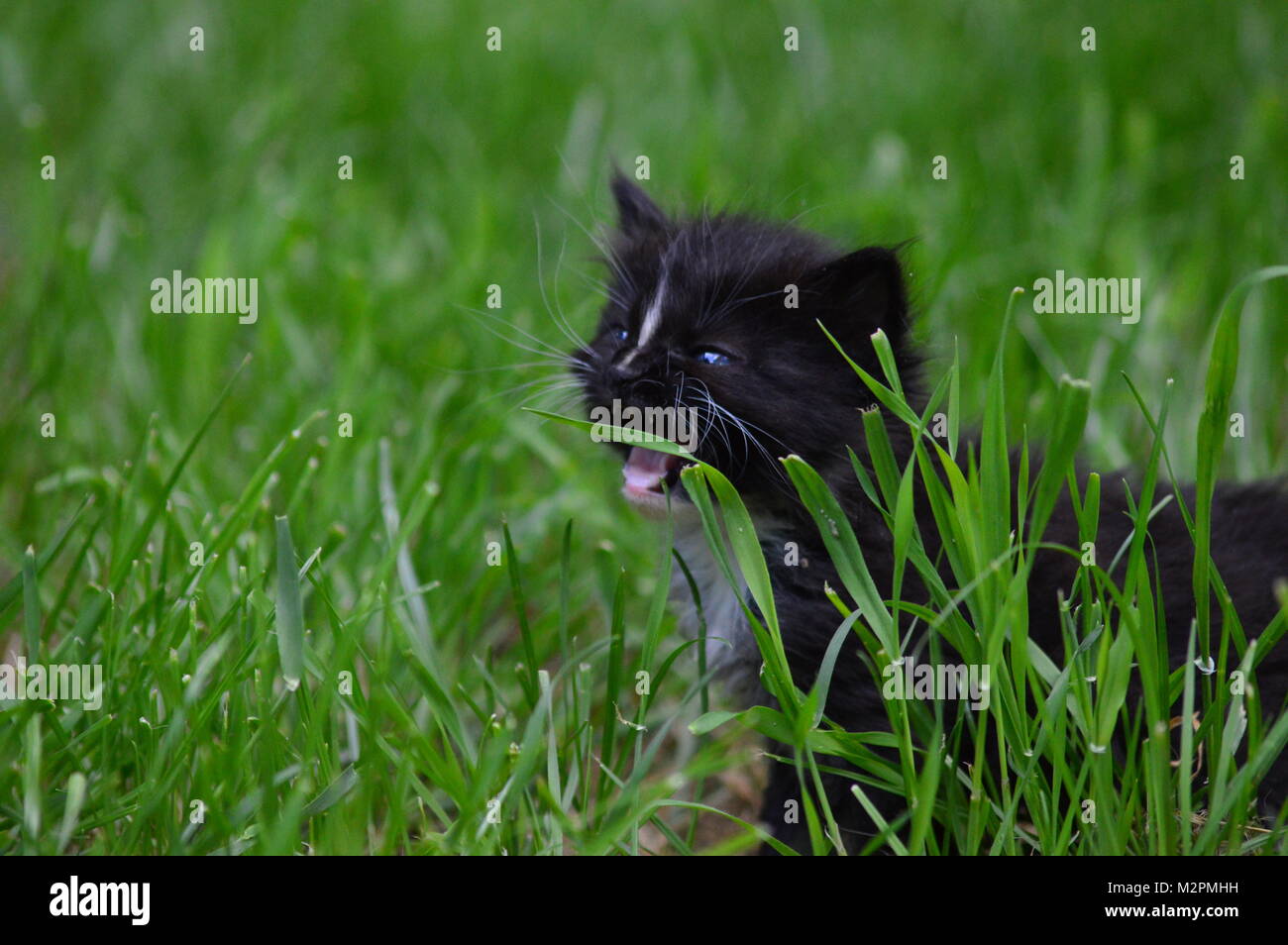 A Kitten in the Garden Stock Photo - Alamy